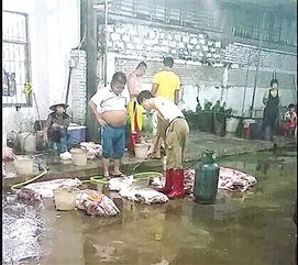 澄邁生豬批發(fā)疑云 白豬變黑豬背后的食品安全隱憂(yōu)